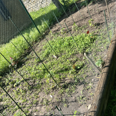 Beet im Garten